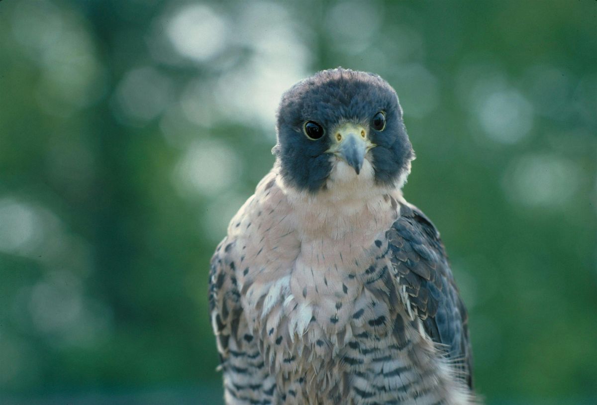 Winter Birding Series: Migration mysteries