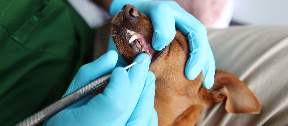 Rancho Cucamonga, CA - Dog Teeth Cleaning