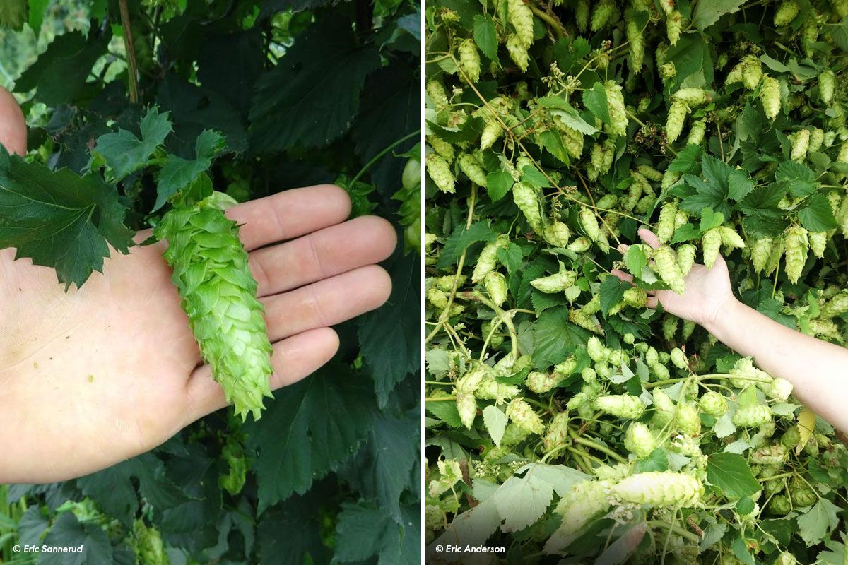 Hops & Crops Brew Festival