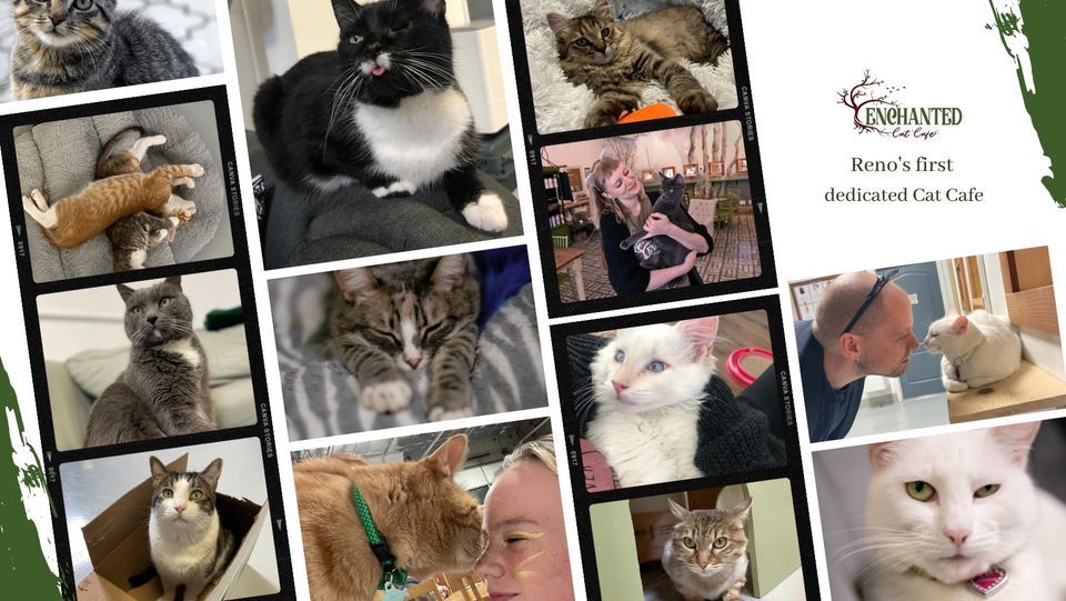 Cats on Mats Yoga and Meowditation