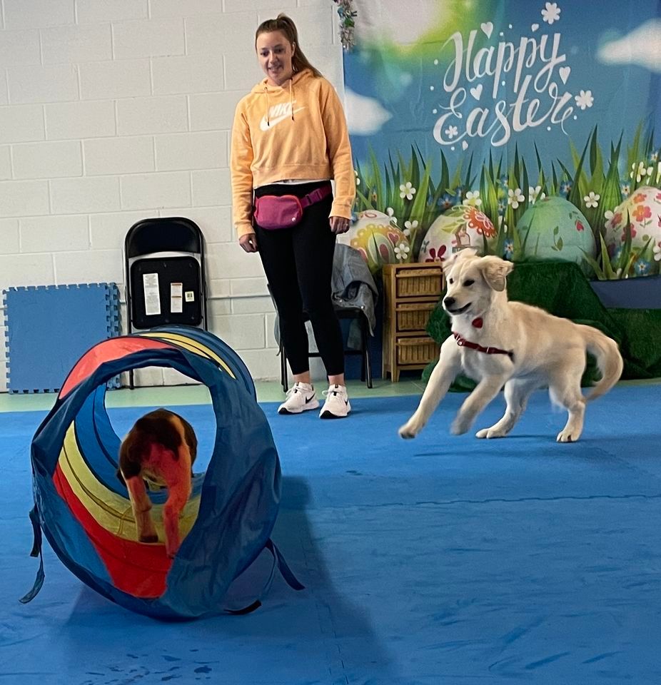 STAR Puppy Class | Bee A Good Dog, LLC, Broomfield, CO | February 17, 2023