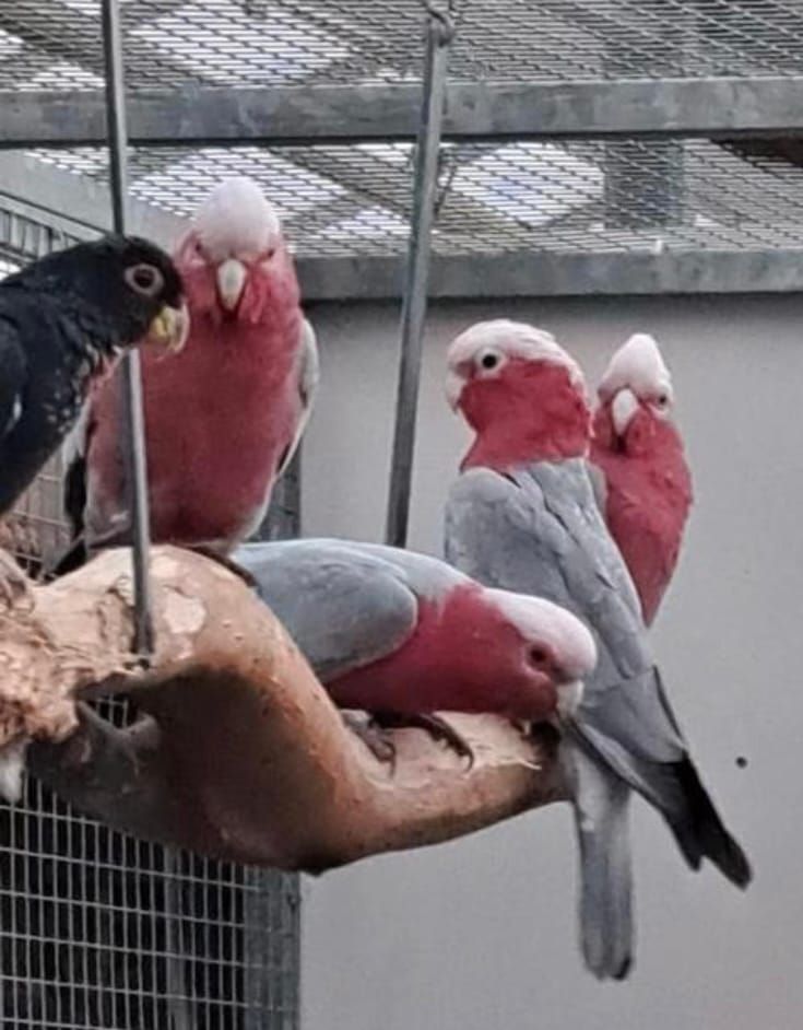 Chester Bird Auction this Sunday 28th May