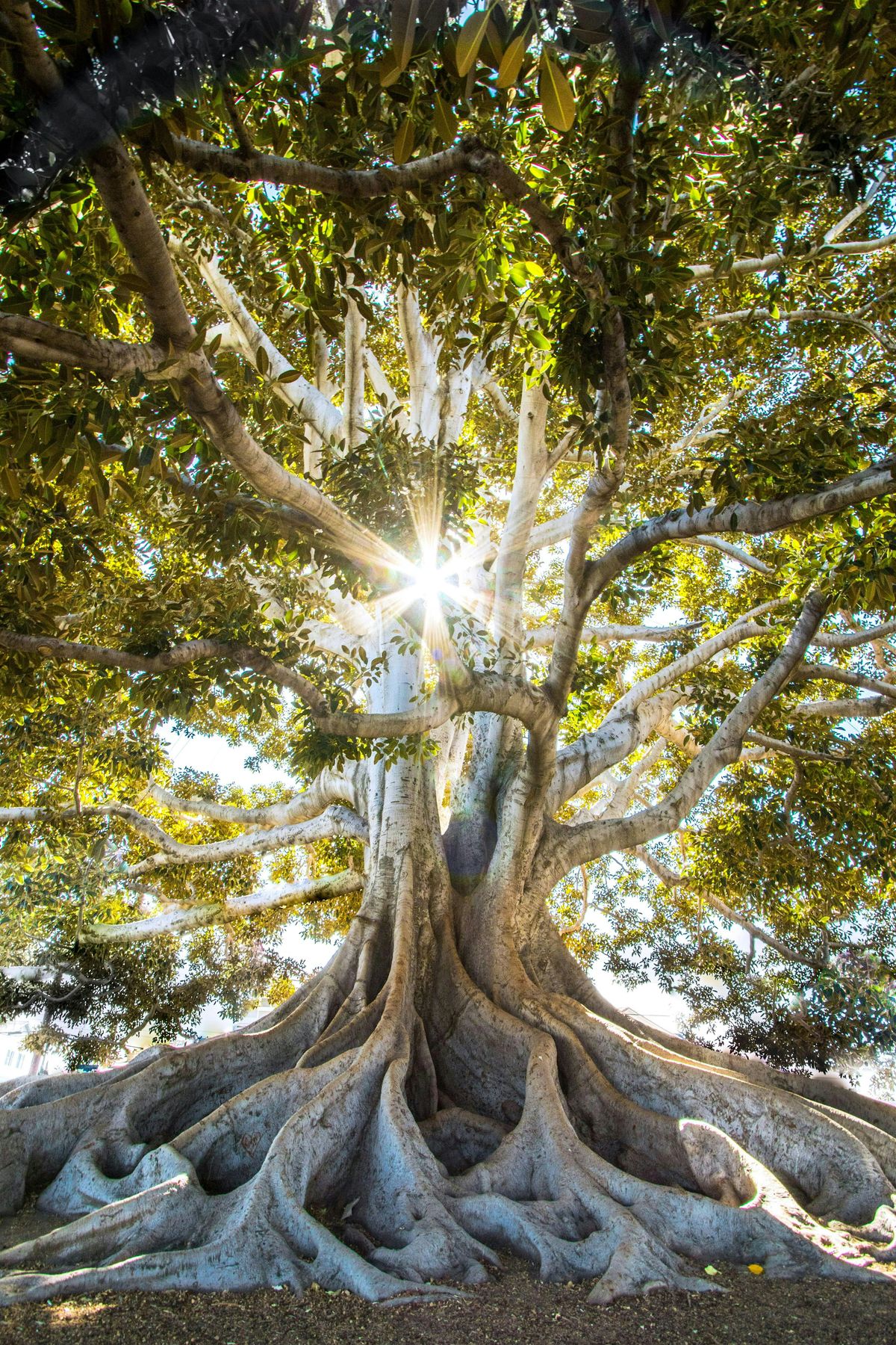 Reiki - Energy Healing