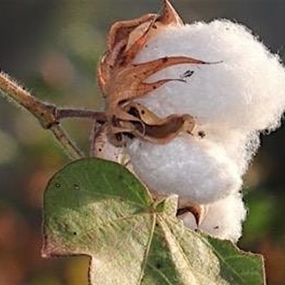 Organic Cotton Accelerator