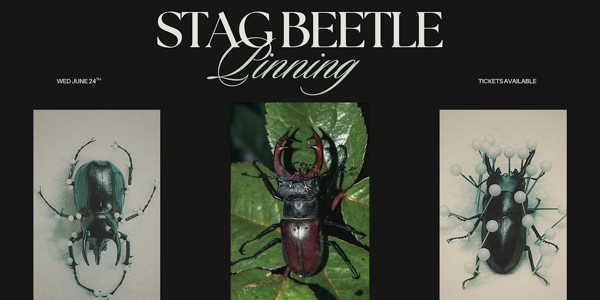 Stag Beetle Pinning Workshop