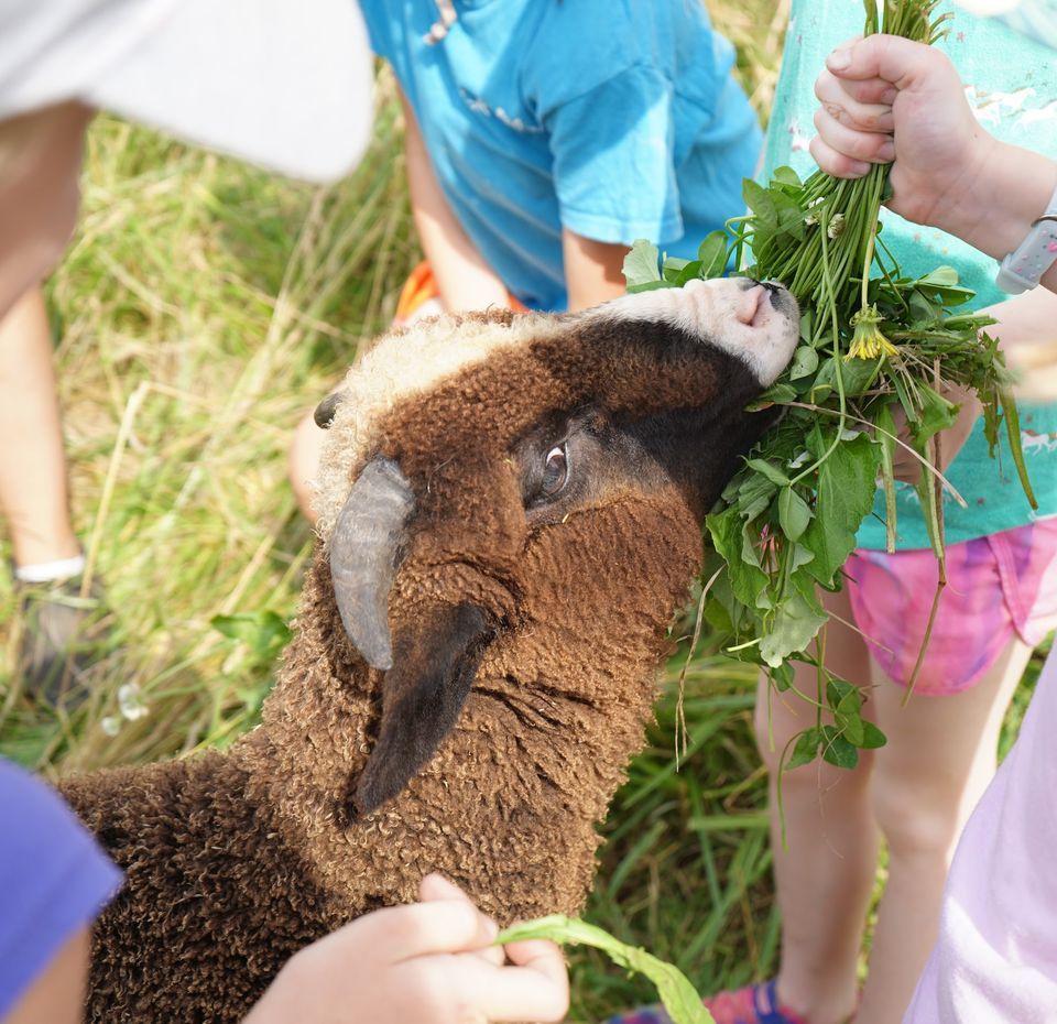Magical Rainbow Dyeing! Summer Fiber Camp Ages 68 Simple Hill Farm