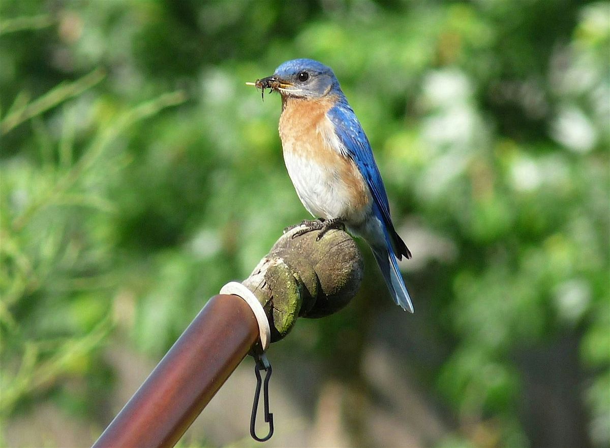Early Morning Bird Hike