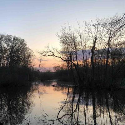 Friends of Scarlett Mitchell Woods