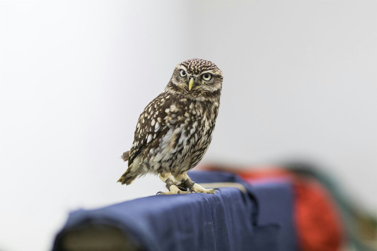 Wild Life Drawing: British Owls