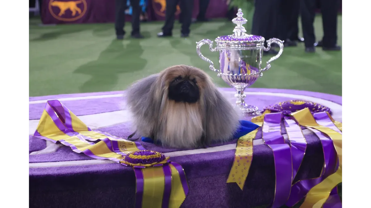 Westminster Kennel Club Dog Show - Daytime Events at Jacob K. Javits Convention Center