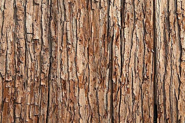 Wellbeing Wednesday, Can\u2019t See The Wood For The Trees!