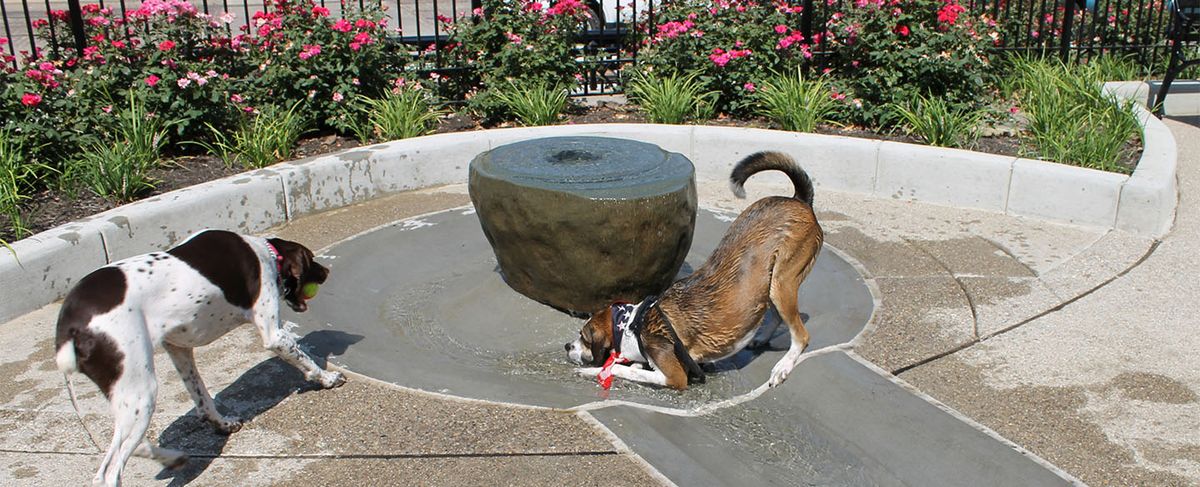 Dogpark with Cardinal Bloom (18+)
