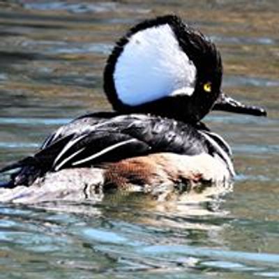 West Central Minnesota Ducks Unlimited