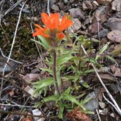 Washington Native Plant Society, Central Puget Sound Chapter