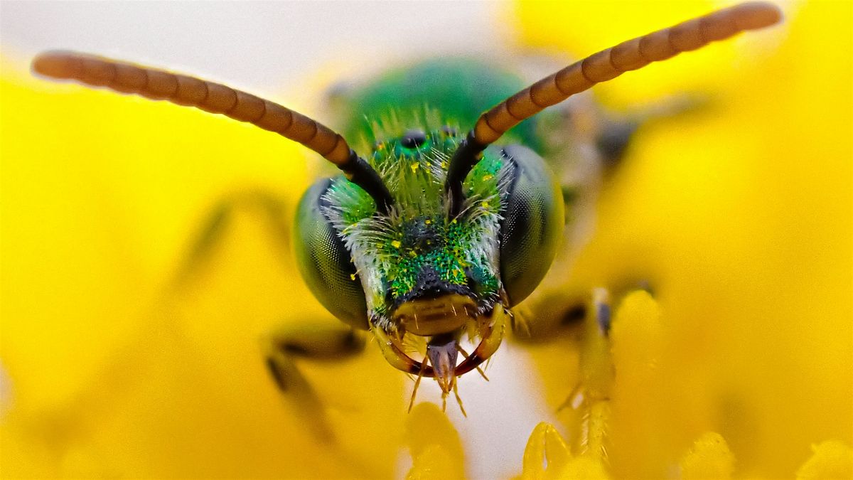 Insect Pollinators of the Blue Ridge