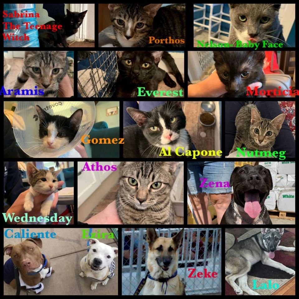 Better World Rescue Adoption Fair PetSmart (Tracy, CA) December 3, 2022