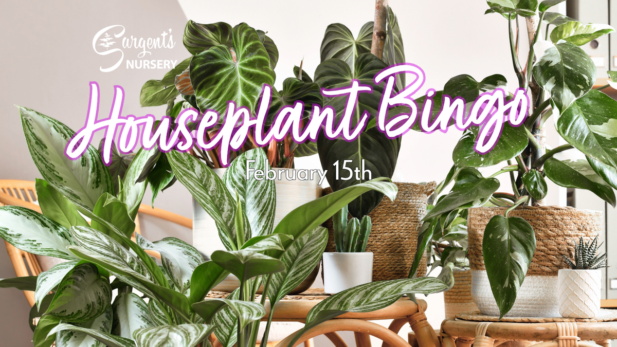 Houseplant at Garcias Chicago