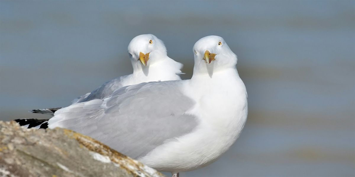 Singulls (Ages 8+ and Adults 18+)