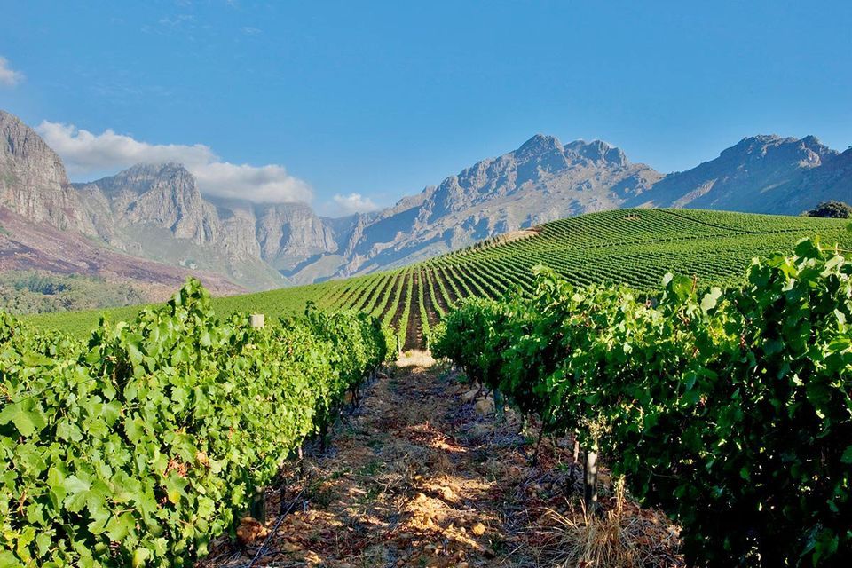 South Africa Wine Dinner