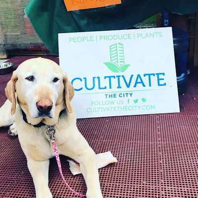 Cultivate the City