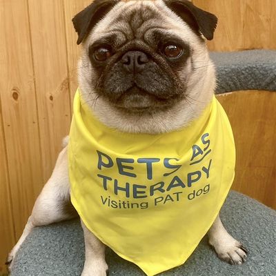 Sacha & Betty the pug