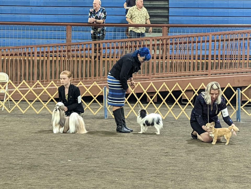 KDF Dog Show