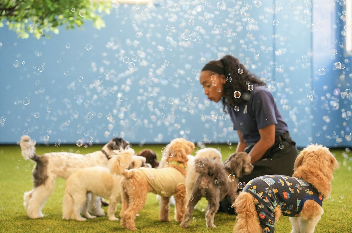 Pawsible Pet Christmas Market