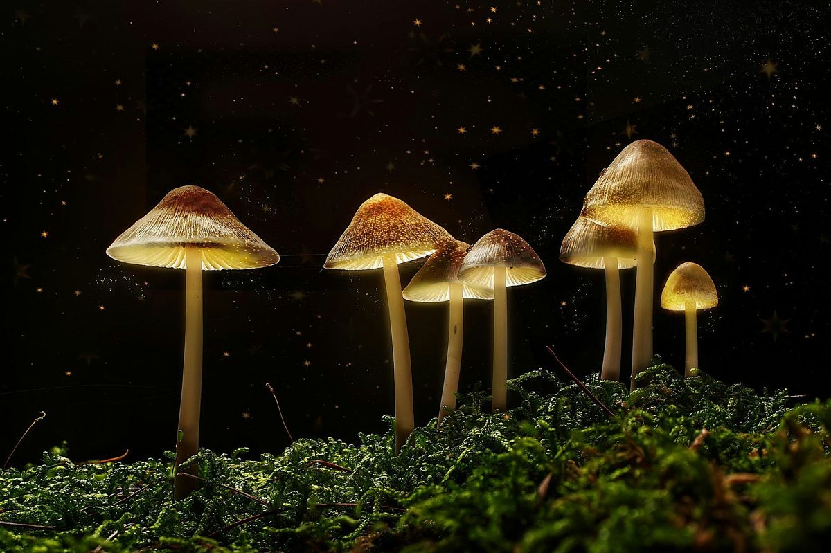 The Science of Magic Mushrooms with Dr Mourad Wahba