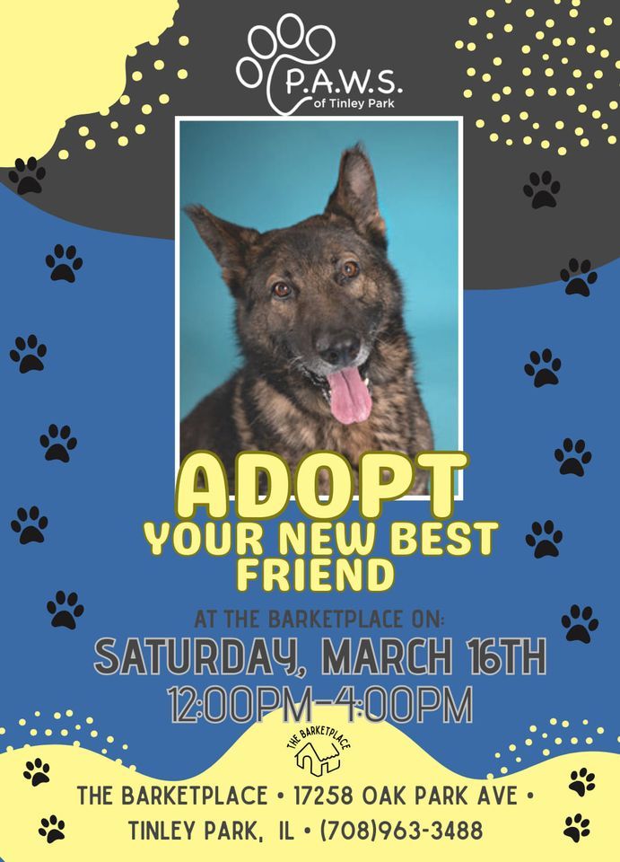P.A.W.S. of Tinley Park adoption event 17258 Oak Park Ave, Tinley