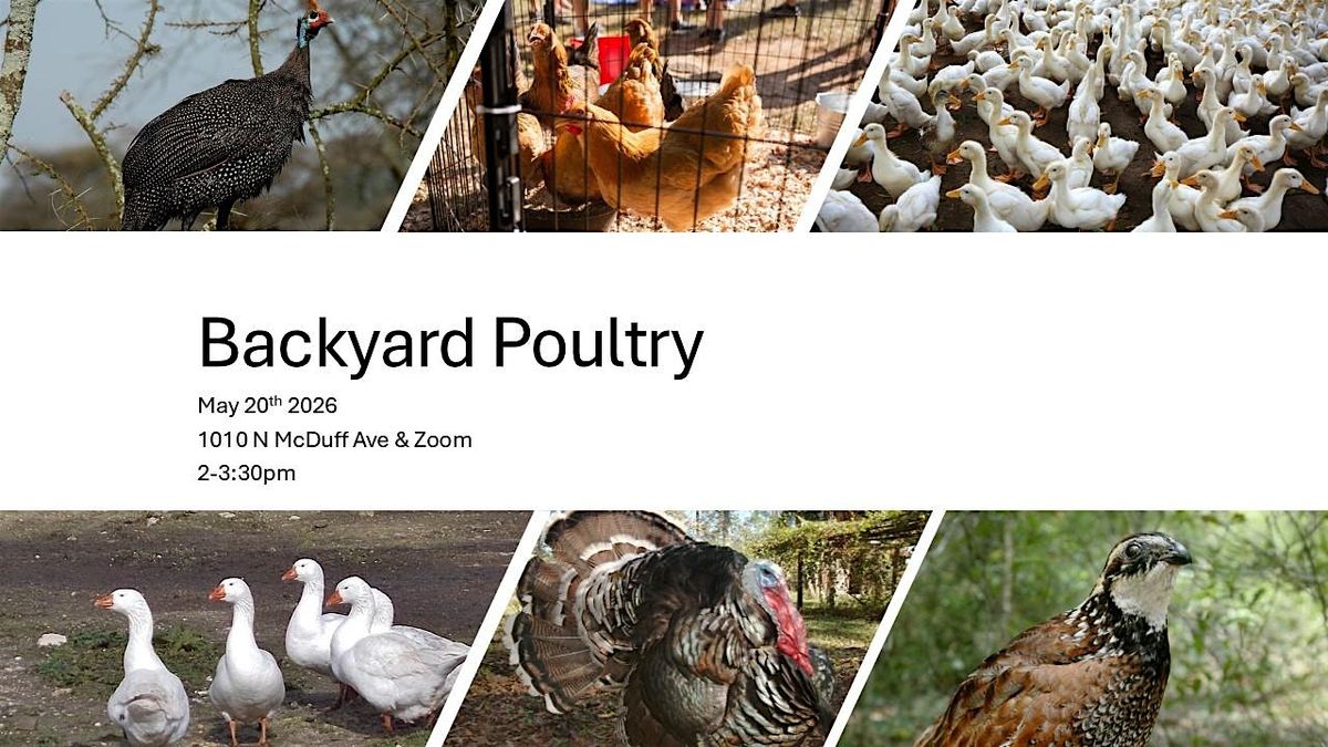 Living on a Few Acres: Backyard Poultry (Online & in-person)