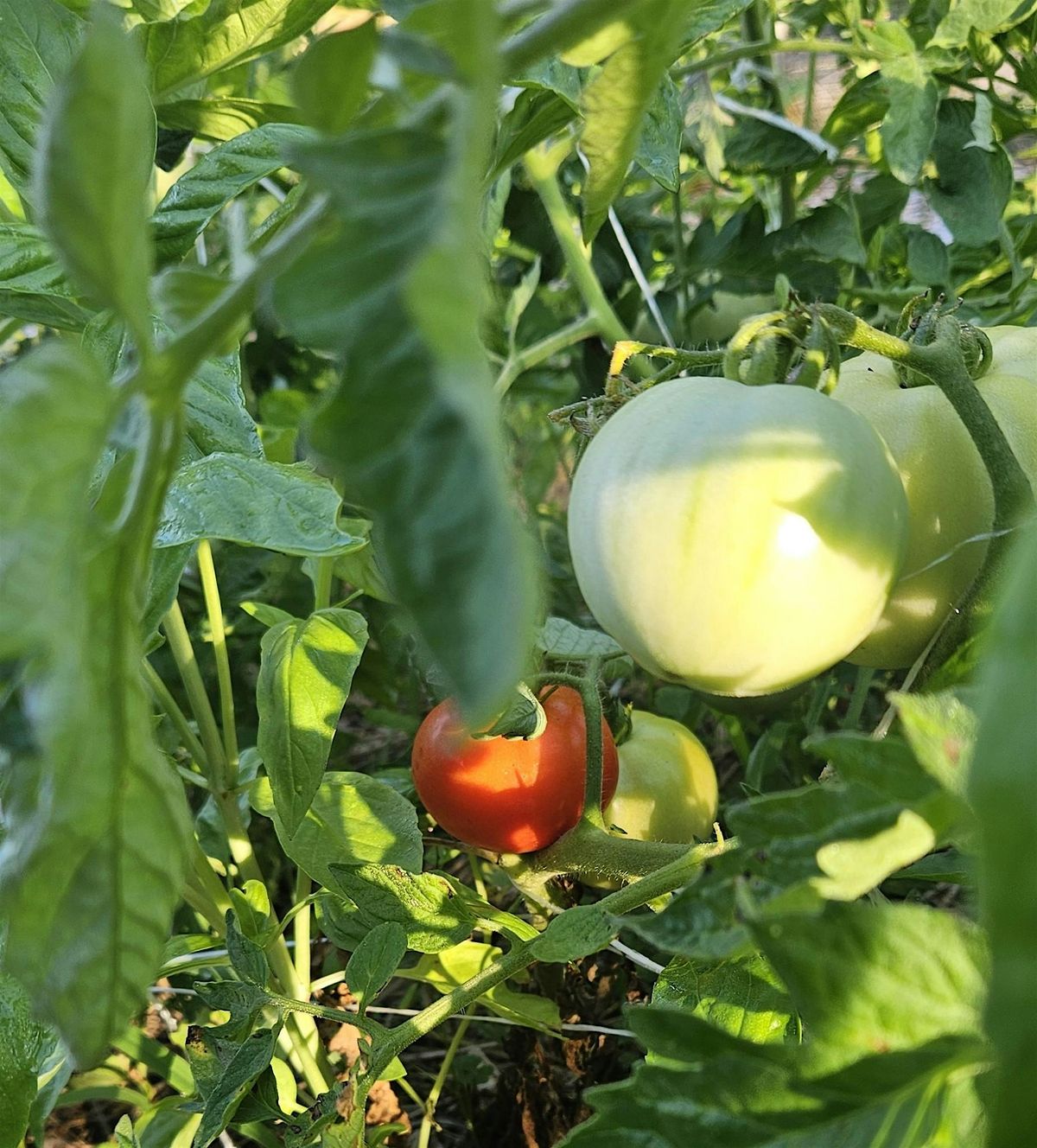 Master Urban Gardener Practicum