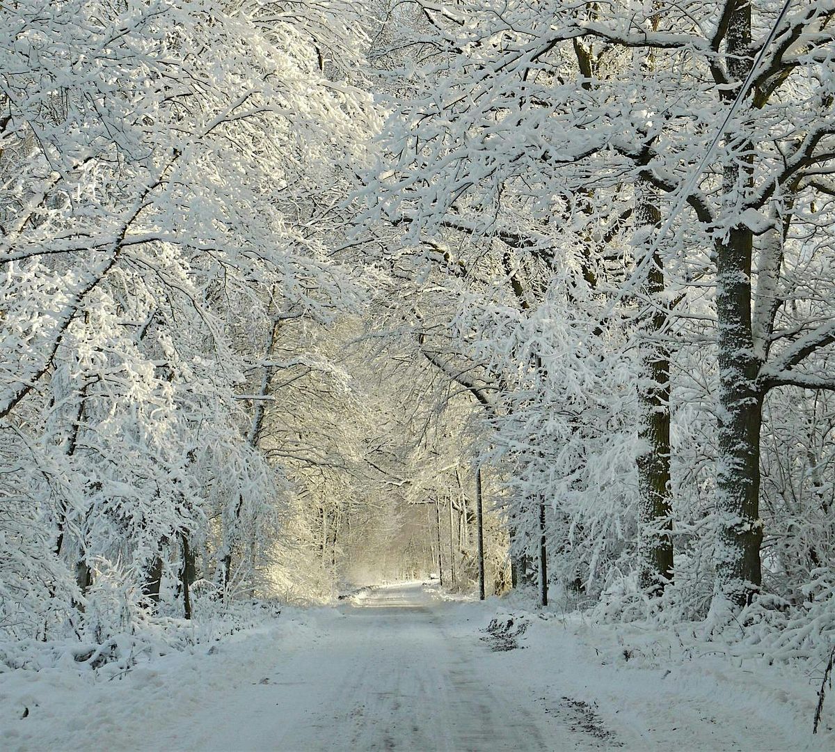 New Moon Forest Bathing Saunter