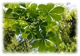 Forest Bathing in the Scrub