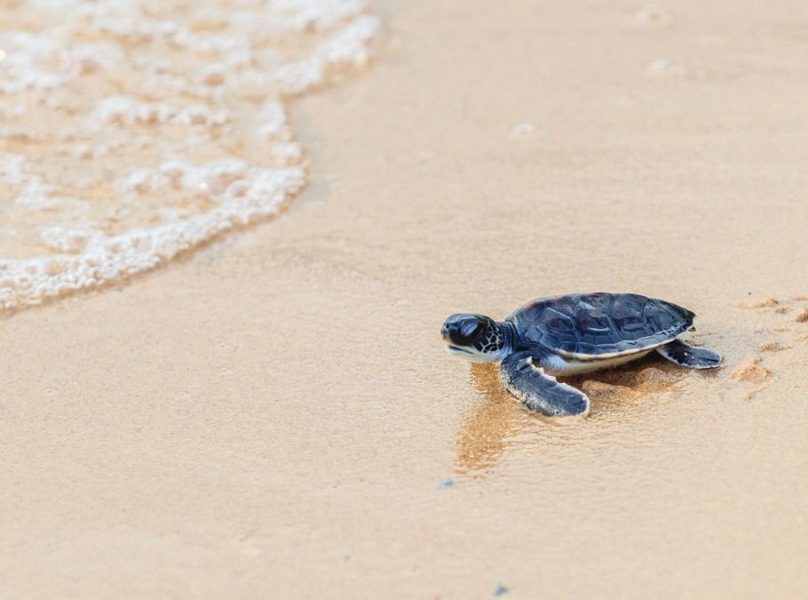 Savvy Sea Turtles | Lovers Key State Park, Fort Myers Beach, FL | June ...