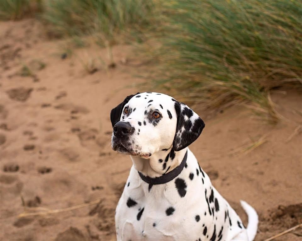 St Francis Dogs Home New Kennels Celebration Open Day & Charity Fundraiser