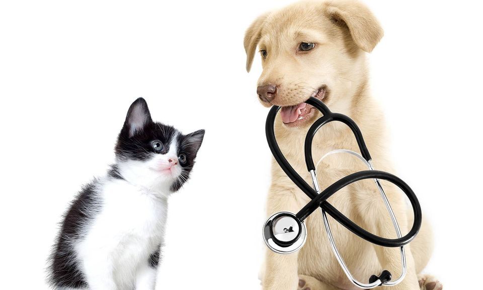 Low Cost Vet Clinic