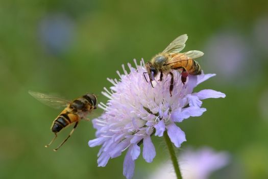 Tagung: Honigbiene und Wildbiene \u2013 Nahrungskonkurrenten oder Leidensgenossen?