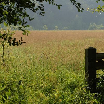 Secret Meadows