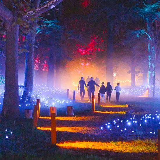 Light Cycles: A glowing night walk through nature, light, and sound