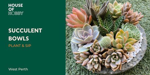 Succulent Bowl - Plant & Sip