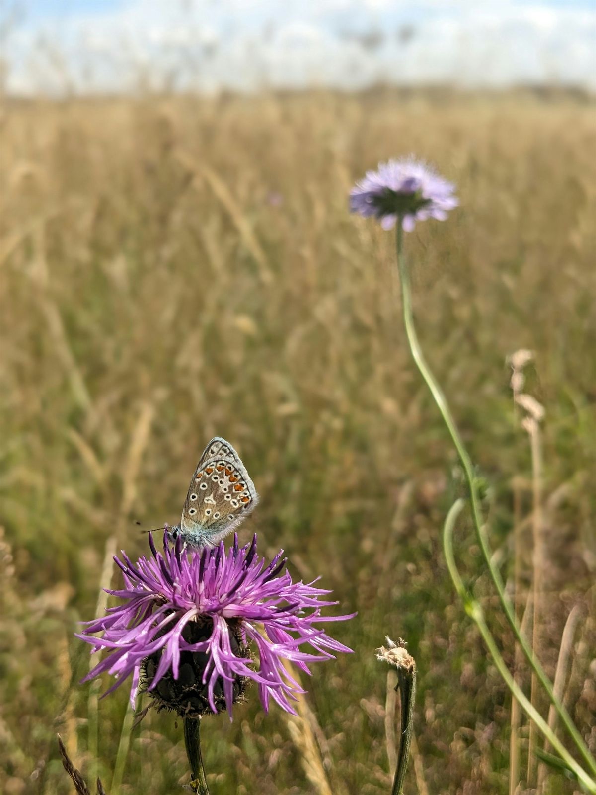 Seasonal stroll: butterflies (Trumpington Meadows Nature Reserve)