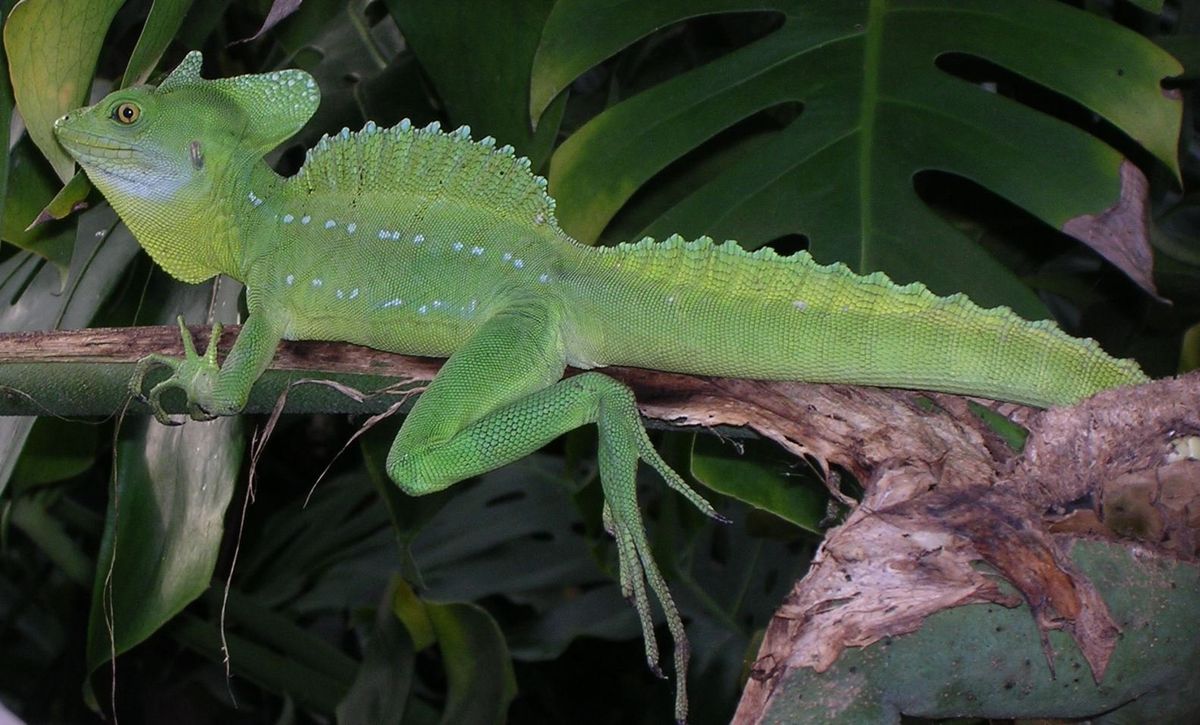 Exhibit C Live: Dr. Death - A Closer Look at Ovens Auditorium