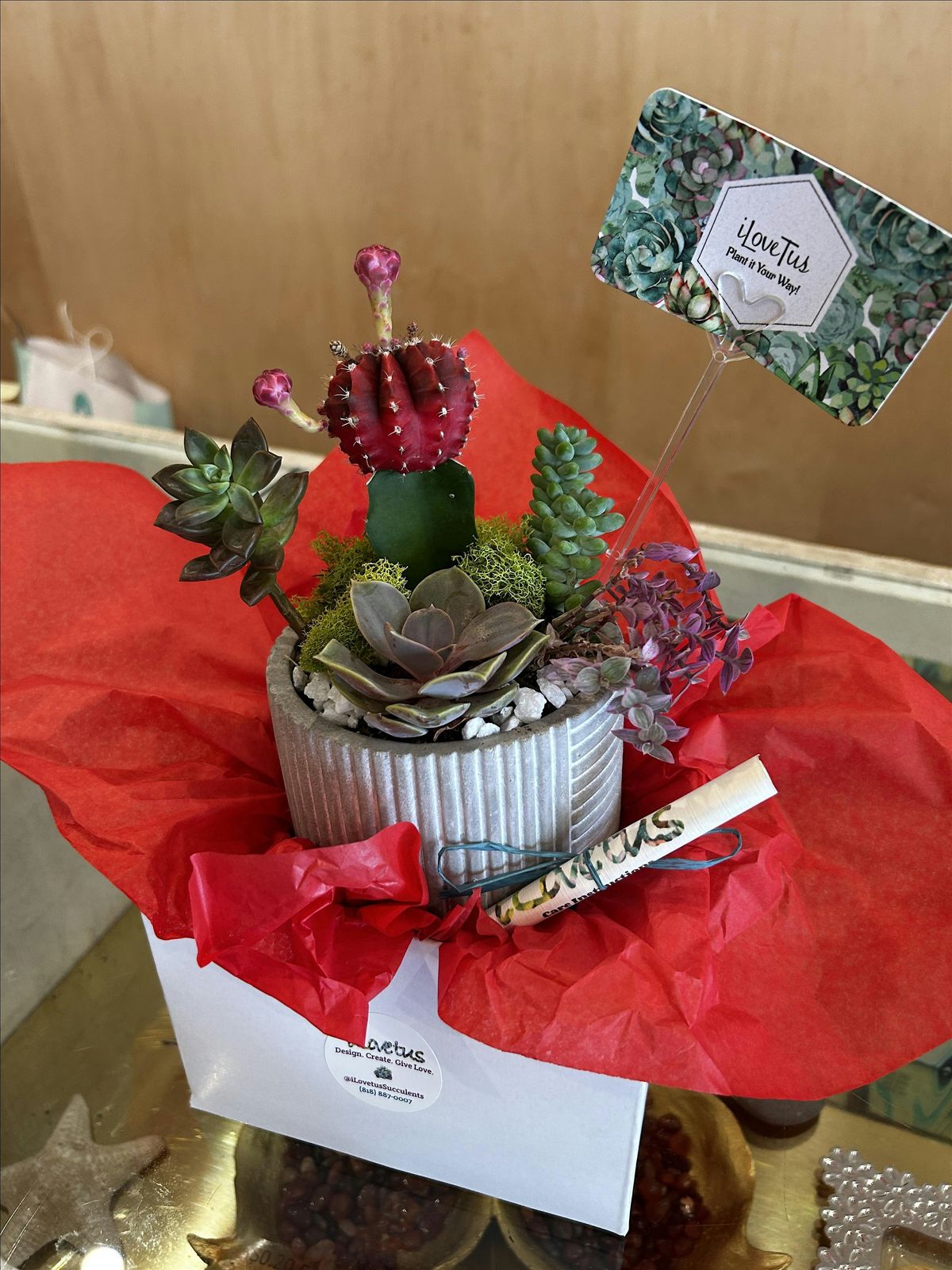 Create a Holiday Gift: Succulent Mini-Garden