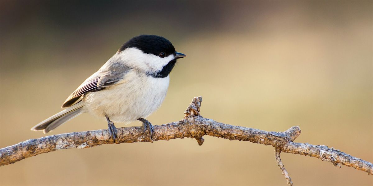 Nest Box Building Workshop