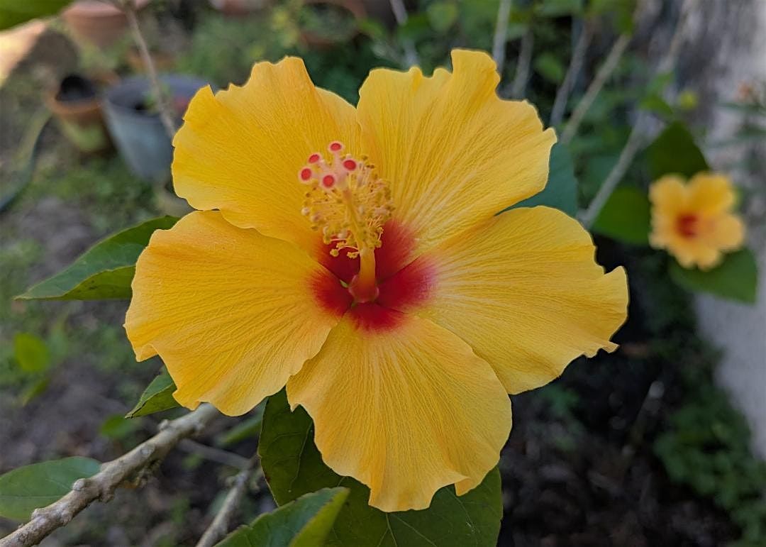 Beautiful Hibiscus!