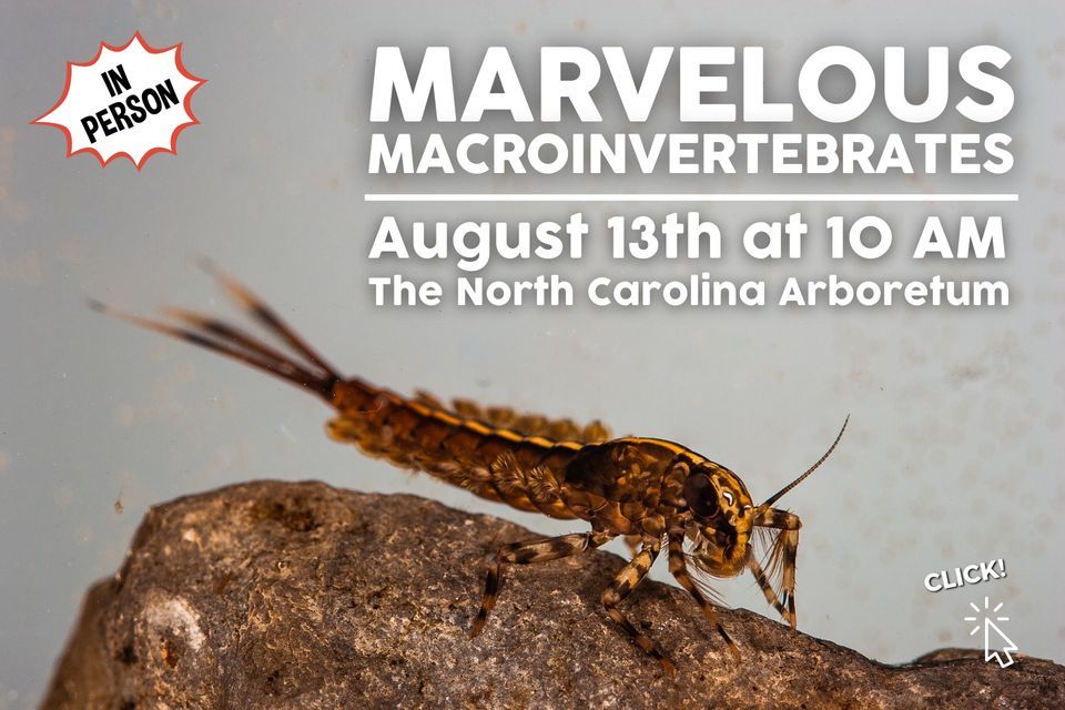 Marvelous Macroinvertebrates at The North Carolina Arboretum, Arden on ...