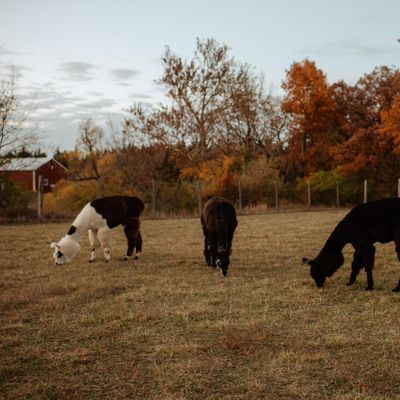 Timberview Ranch and Retreat