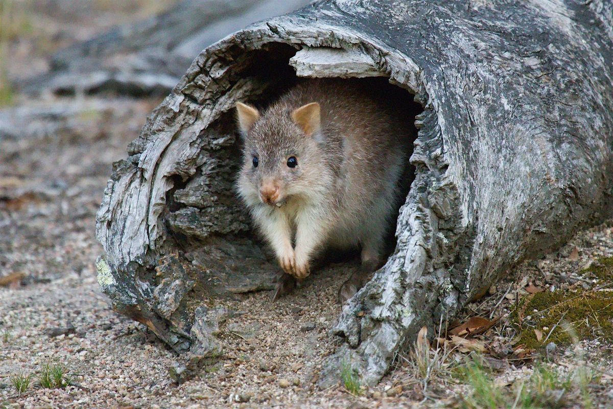 Mt Rothwel Creatures of the Night Spotlight Tour at Mt Rothwell Biodiversity ...