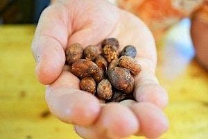 Coffee and Chocolate Farm Tours