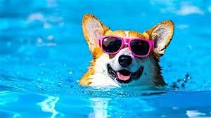 Splash Bash party for Pets